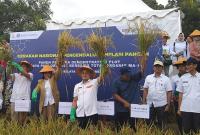 Dokumentasi tanam padi bersama Anggota DPR RI dan Perwakilan Bank Indonesia.