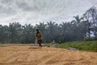 Petani sedang mengolah hasil panen gabah kering.