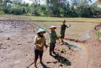 Babinsa Koramil 423-05/Kerkap Kodim 0423/Bengkulu Utara, Serma Karnoto, bersama Penyuluh Pertanian Lapangan (PPL) melakukan pendampingan pertanian kepada Petani di Desa Talang Kering, Kecamatan Air Napal, Kabupaten Bengkulu Utara. Rabu (12/2/2025).