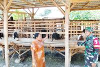 Jalin Komunikasi dengan Peternak: Babinsa Desa Kesongo, Serka Lasmidi, berbincang dengan warga peternak kambing di sela pelaksanaan TMMD ke-129 Kodim 0813 Bojonegoro di Desa Kesongo, Kecamatan Kedungadem, Kabupaten Bojonegoro, Kamis (6/8/2026). Komunikasi sosial tersebut menjadi bagian dari upaya mempererat hubungan TNI dengan masyarakat.